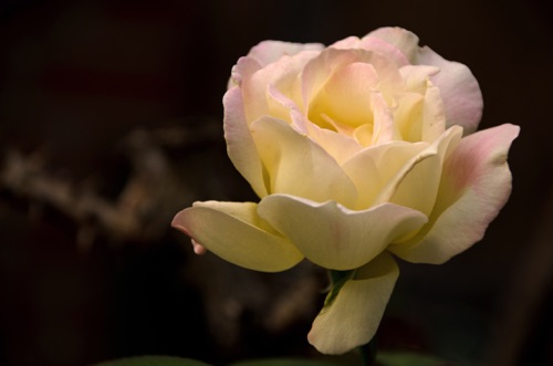 blush rose close up.jpg